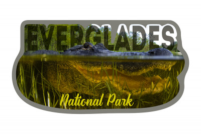 Everglades National Park, Florida - Alligator Underwater - Contour - Photography