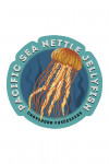 Pacific Sea Nettle Jellyfish - Facts About - Lantern Press Artwork - Contour