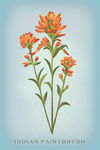 Vintage Flora - Indian Paintbrush