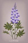 Vintage Flora - Lupine