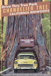 California Redwoods - Chandelier Tree - Drive Thru Tree Park, Leggett, California - 1955 Car - Lantern Press Poster