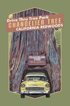 California Redwoods - Chandelier Tree - Drive Thru Tree Park, Leggett, California - 1955 Car - Contour - Lantern Press Poster
