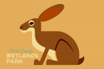 Clark County Wetlands Park, Nevada - Jackrabbit - Geometric - Contour - Lantern Press Artwork