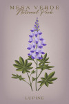 Mesa Verde National Park - Vintage Flora - Lupine
