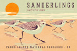 Padre Island National Seashore, Texas - Shorebirds at Sunset Collection - Sanderlings, Birds - Lantern Press Artwork