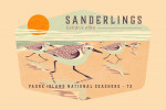 Padre Island National Seashore, Texas - Shorebirds at Sunset Collection - Sanderlings, Birds - Contour - Lantern Press Artwork