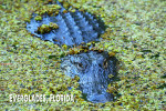 Everglades, Florida - Photography - Alligator in Swamp Water