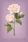 John F. Kennedy Rose - Hybrid Tea Rose - Vintage Flora