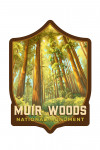 Muir Woods National Monument - Oil Painting - Contour