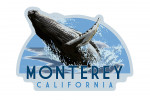 Monterey, California - Humpback Whale - Icon - Lantern Press Artwork - Contour