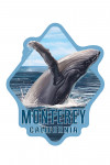 Monterey, California - Humpback Whale - Contour