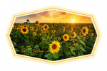 Davis, California - Beautiful Sunset Over a Sunflower Field - Contour