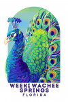Vivid Series -Weeki Wachee Springs, Florida - Peacock - Contour