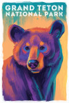 Grand Teton National Park - Vivid - Black Bear