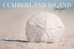 Cumberland Island, Georgia - Photography - Sand Dollar on the Beach