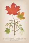 Toronto, Ontario - Vintage Flora - Sugar Maple