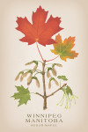 Winnipeg, Manitoba - Vintage Flora - Sugar Maple