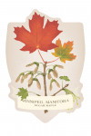 Winnipeg, Manitoba - Vintage Flora - Sugar Maple - Contour