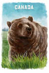 Canada - Watercolor Study - Grizzly Bear