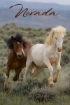 Nevada - Wild Horses Running in Field - Photography (James T. Jones)