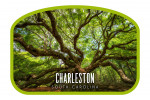 Charleston, South Carolina - Photography - Angel Oak Tree - Contour