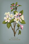 Vintage Flora - Apple Blossom