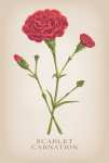 Vintage Flora - Scarlet Carnation