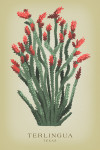Terlingua, Texas - Vintage Flora