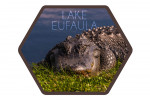 Lake Eufaula, Alabama - Photography - Slumbering Gator - Contour