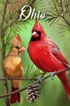 Ohio - Cardinals in Tree - Summer