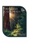 Trinidad, California - Photography - California Redwoods - Sunlit Trees - Contour
