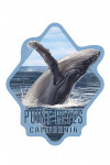 Point Reyes, California - Humpback Whale - Contour