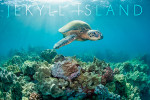 Jekyll Island, Georgia - Photography - Sea Turtle & Coral Reef