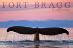 Fort Bragg, California - Photography - Humpback Whale & Sunset - James T. Jones