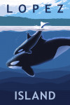 Lopez Island, Washington - Orca & Calf