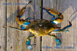 Hilton Head Island, South Carolina - Photography - Blue Crab on Dock