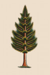 American Traditional - Evergreen