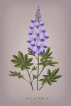 Alaska - Vintage Flora - Lupine