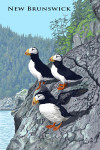 New Brunswick - Horned Puffins