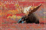 Canada - Photography - Bull Moose in Flowers
