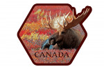 Canada - Photography - Bull Moose in Flowers - Contour