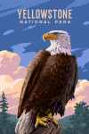 Yellowstone National Park, Wyoming - Painterly - Bald Eagle