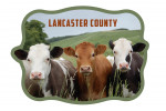 Lancaster County, Pennsylvania - Photography - Three Funny Cows Looking at the Camera - Contour