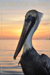 Seabrook Island, South Carolina - Photography - Pelican