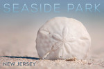 Seaside Park, New Jersey - Photography - Sand Dollar on Beach