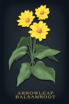 Vintage Flora Noir - Arrowleaf Balsamroot