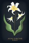 Vintage Flora Noir - Avalanche Lily