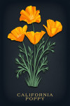 Vintage Flora Noir - California Poppy