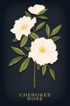 Vintage Flora Noir - Cherokee Rose