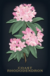 Vintage Flora Noir - Coast Rhododendron